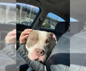 American Pit Bull Terrier-Unknown Mix Dogs for adoption in Crete, IL, USA