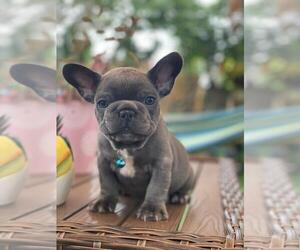 French Bulldog Puppy for sale in LOS ANGELES, CA, USA