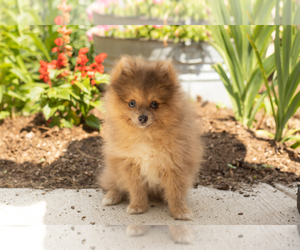 Pomeranian Puppy for sale in NAPPANEE, IN, USA
