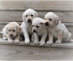Small Photo #6 Labrador Retriever Puppy For Sale in MILLERSTOWN, PA, USA