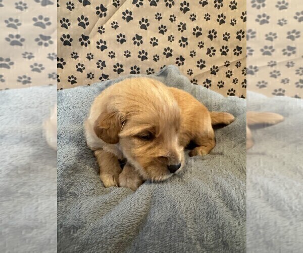 Medium Photo #7 Golden Retriever Puppy For Sale in PANA, IL, USA