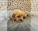 Small #6 Golden Retriever