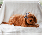 Small #3 Cavalier King Charles Spaniel-Poodle (Toy) Mix