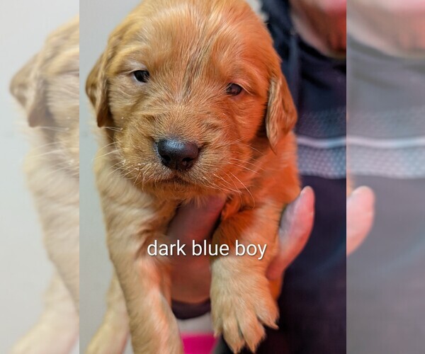 Medium Photo #3 Golden Retriever Puppy For Sale in BRADFORD, OH, USA