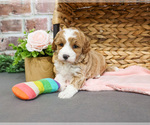 Image preview for Ad Listing. Nickname: Dolly