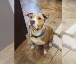 Small #1 American Pit Bull Terrier