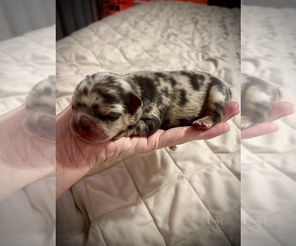 Medium Photo #6 French Bulldog Puppy For Sale in BEREA, KY, USA