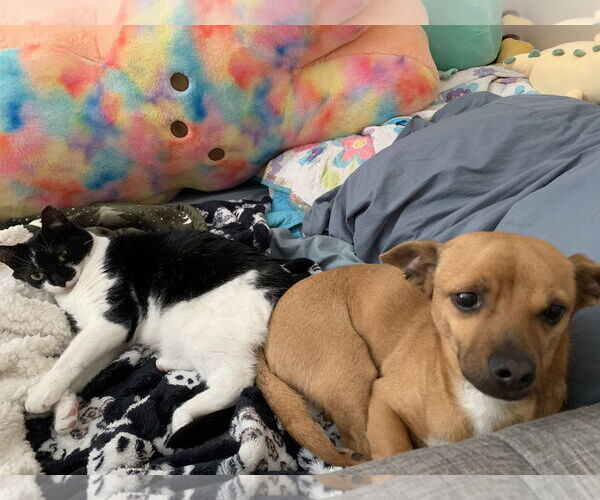 Medium Photo #3 Chihuahua-Unknown Mix Puppy For Sale in Holly Springs, NC, USA