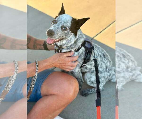 Medium Photo #2 Mutt Puppy For Sale in Paso Robles, CA, USA