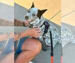 Small #1 Mutt