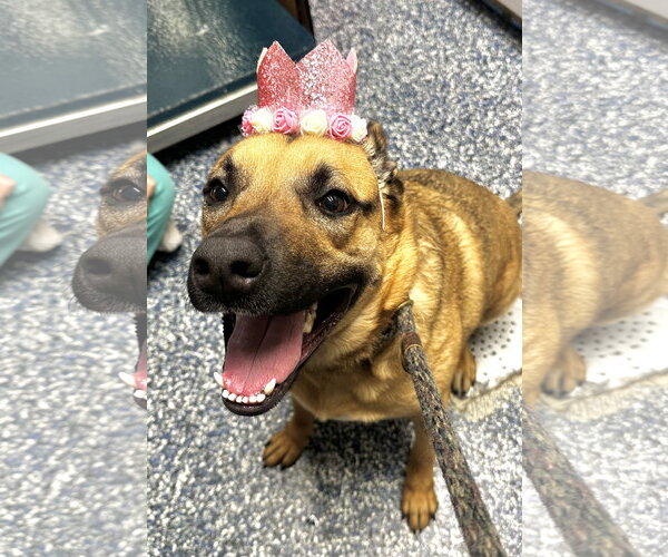 Medium Photo #5 German Shepherd Dog-Unknown Mix Puppy For Sale in Jackson , NJ, USA