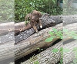 Small #6 Borador