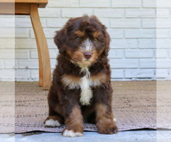 Medium Photo #3 Bernedoodle (Miniature) Puppy For Sale in LANCASTER, PA, USA