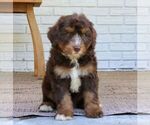 Small #2 Bernedoodle (Miniature)