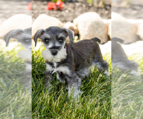 Medium Photo #17 Schnauzer (Miniature) Puppy For Sale in MILLERSBURG, IN, USA