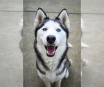 Small Siberian Husky Mix