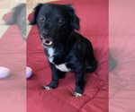 Small #2 Chihuahua Mix