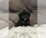 Small Photo #4 Poodle (Miniature) Puppy For Sale in SAN ANTONIO, TX, USA