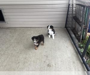 Australian Shepherd Litter for sale in AUBURN, IN, USA