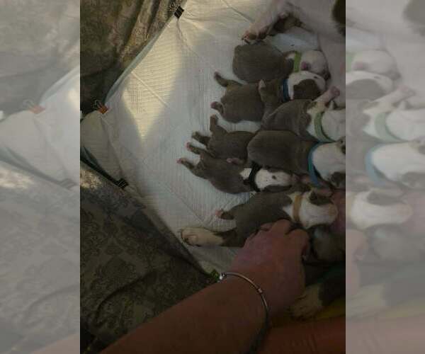Medium Photo #1 Boston Terrier Puppy For Sale in GONIC, NH, USA