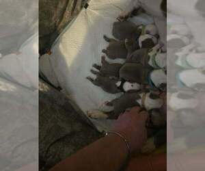 Boston Terrier Puppy for Sale in GONIC, New Hampshire USA