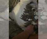 Image preview for Ad Listing. Nickname: Litter of 6