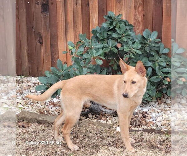 Medium Photo #4 German Shepherd Dog-Unknown Mix Puppy For Sale in Oak Bluffs, MA, USA