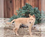 Small #3 German Shepherd Dog Mix