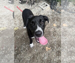 Labsky Dogs for adoption in Elmsford, NY, USA