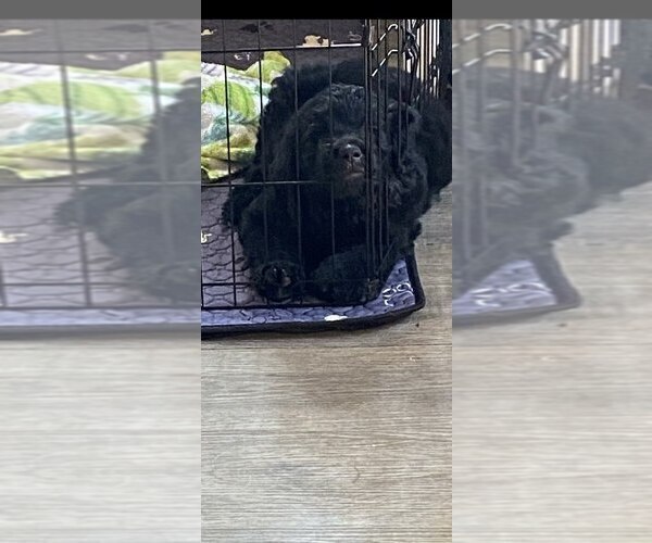 Medium Photo #6 Goldendoodle Puppy For Sale in PARKER CITY, IN, USA