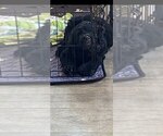 Small #5 Goldendoodle