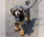 Small Photo #1 Aussiedoodle Miniature  Puppy For Sale in ROCK HILL, SC, USA