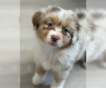 Puppy 5 Miniature American Shepherd
