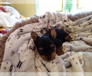 Yorkshire Terrier Puppy for sale in LE ROY, KS, USA