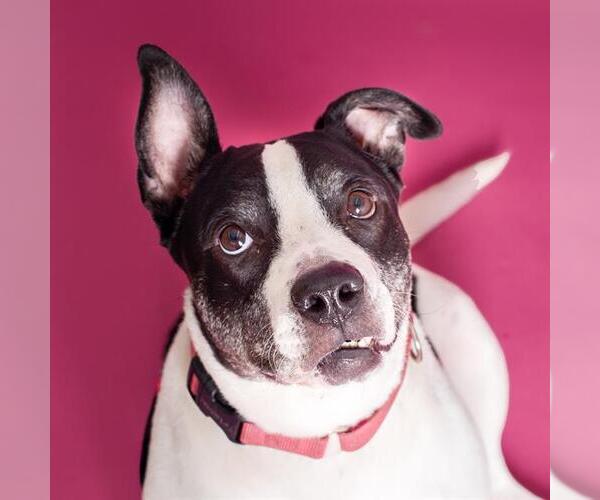 Medium Photo #1 American Staffordshire Terrier Puppy For Sale in Fort Lauderdale, FL, USA