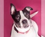 Small American Staffordshire Terrier