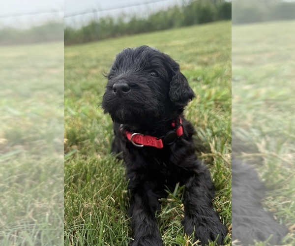 Medium Photo #3 Goldendoodle Puppy For Sale in HOWARD CITY, MI, USA
