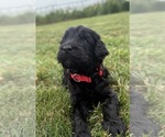 Small Photo #30 Goldendoodle Puppy For Sale in HOWARD CITY, MI, USA