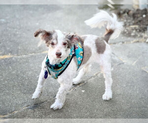 Medium Photo #2 Poodle (Miniature)-Unknown Mix Puppy For Sale in Pittsburg, CA, USA