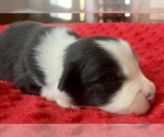 Small #5 Australian Shepherd