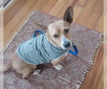 Small #1 Chihuahua Mix