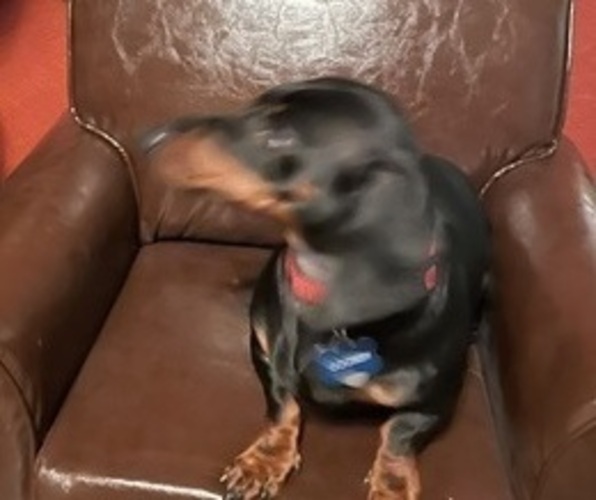 Medium Photo #1 Dachshund Puppy For Sale in HIGHLANDS, TX, USA