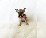 Small #2 Chihuahua