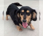 Small #6 Dachshund