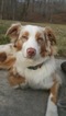 Small Photo #1 Australian Shepherd Puppy For Sale in ASHEBORO, NC, USA