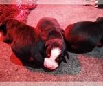 Small Photo #2 Bernese Mountain Dog Puppy For Sale in SOUTHWORTH, WA, USA
