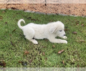 Great Pyrenees Puppy for sale in DAMASCUS, OR, USA