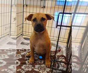 Mutt Dogs for adoption in San Antonio, TX, USA