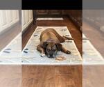 Small Boxer