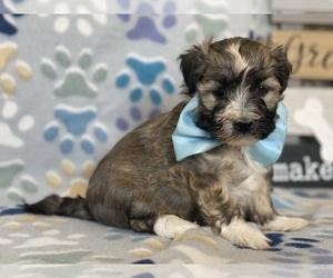 Havanese Puppy for sale in LANCASTER, PA, USA